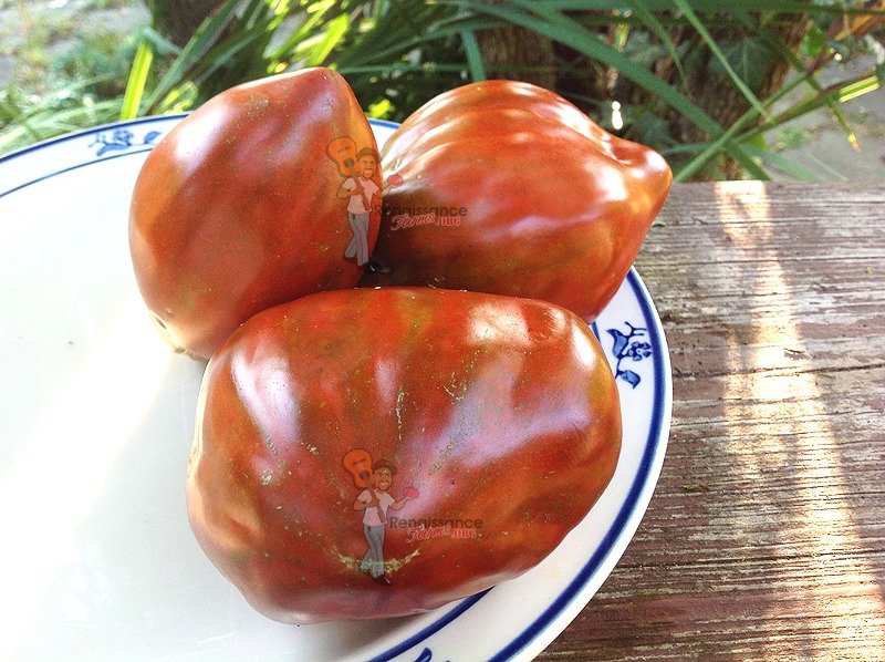 Cuban Pepper Like Black Tomato Seeds For At Renaissance Farms Cuban Pepper Like Black Tomato