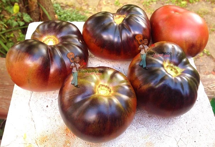 Black Beauty Tomato Seeds For At Renaissance Farms Black Beauty Tomato