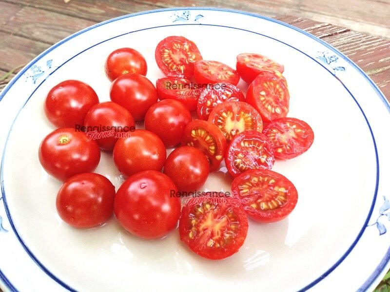 Gardener S Delight Tomato Heirloom Tomato Seeds