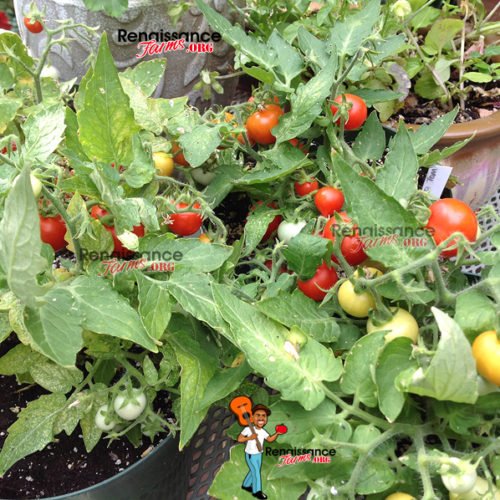 Micro Dwarf Tomatoes Archives Heirloom Tomato Seeds