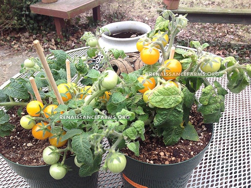 Pinocchio Micro Dwarf Tomato Heirloom Seeds Pinocchio Micro Dwarf Tomato Heirloom